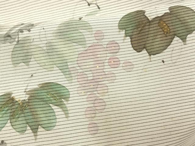 平和屋着物▽訪問着 無双 紗袷 紗×紗 手描き 葡萄文 金彩 正絹 逸品 AAAV2673fy