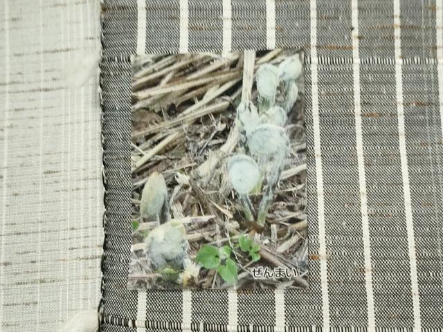 平和屋着物●本場飯豊紬 ぜんまい真綿織 縞 証紙付き 正絹 逸品 CABK7749yc