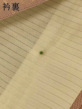 平和屋着物＊夏物　色無地　草花紋紗　白茶色　正絹　逸品　AABL2760jd