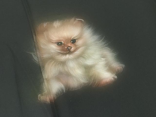 平和屋着物●訪問着　手描き　犬　ポメラニアン　暈し染め　黒地　正絹　逸品　CABI0431gh