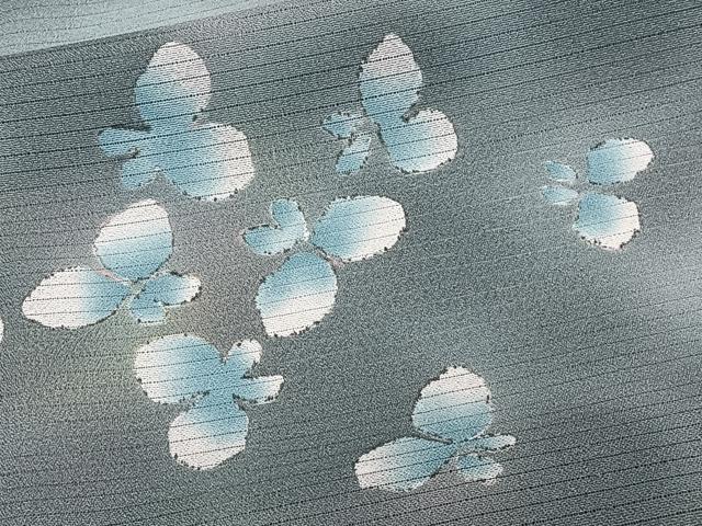 平和屋着物＊夏物　小紋　絽縮緬　舞蝶文　洗える着物　CABK9105xi