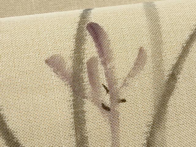 平和屋着物＊夏物　九寸名古屋帯　草花文　正絹　逸品　CABL2141fb