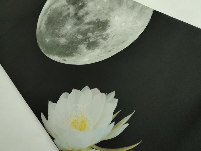 平和屋着物●極上　太鼓柄　京袋帯　月下美人　満月　黒地　逸品　DZAB5007kh6
